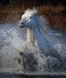 1358 Camargue Horse